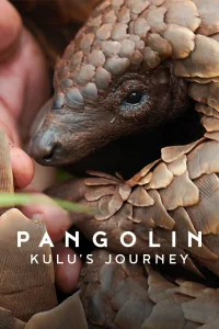 Pangolin: Kulusun Yolculugu
